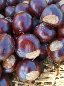 Bang for Your Buck(eye): Sprouting Tree Seeds Image